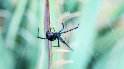 Angleterre : Mordu par une araignée, il frôle la mort à un jour près