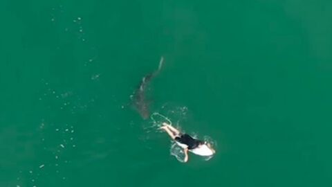 Australie : un surfeur professionnel échappe de peu à l'attaque d'un requin