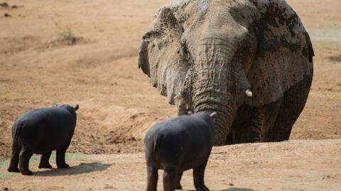 Namibie : ce combat étonnant entre un éléphant et un hippopotame