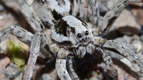 Angleterre : Une araignée très rare découverte sur une base militaire (Photos)