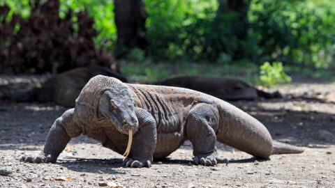 Nature : Voici pourquoi les dragons de Komodo n’ont jamais conquis le monde