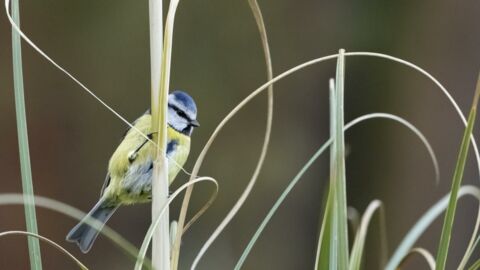 Des scientifiques ont appris des chants à des oiseaux en leur implantant de faux souvenirs