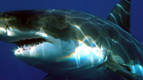 Animaux : ces plongeurs nagent avec l'un des plus gros requins jamais vu au monde