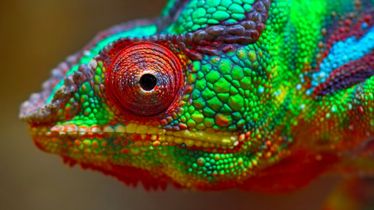 Madagascar : des chercheurs ont découvert un couple de caméléons, les ...
