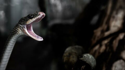 Insolite : une espèce de serpent a été découverte à l'intérieur d'un autre serpent