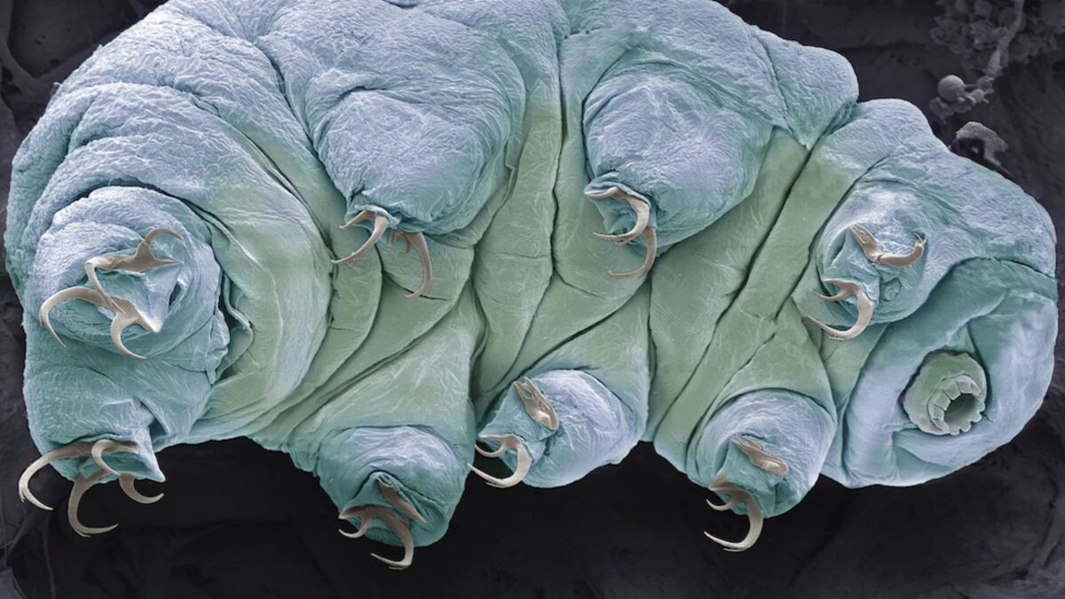 Tardigrade une créature indestructible qui peut survivre à l'impact d