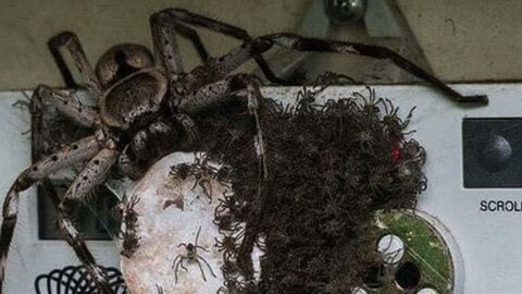 Insolite : elle trouve une araignée monstrueuse et des centaines de bébés sur son compteur électrique