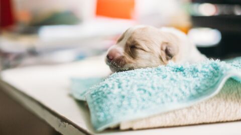 Insolite : Cette petite chienne est née avec six pattes et deux queues aux États-Unis