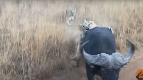 Animaux : un buffle attaqué par des lions charge un véhicule de touristes