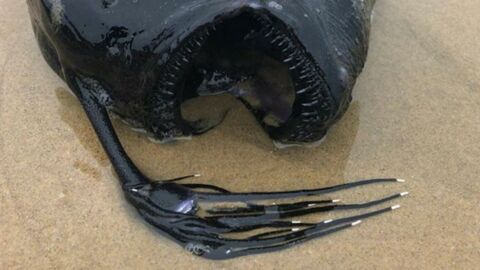 États-Unis : un terrifiant poisson des abysses découvert en Californie