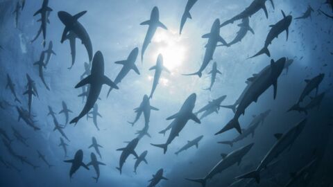 Requins : ce comportement social inattendu découvert par les scientifiques
