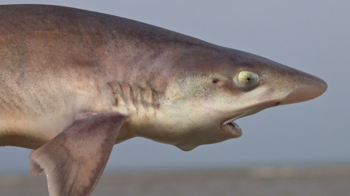 Italie Un Requin Nait Dans Un Bassin Ou Vivent Uniquement Des Femelles