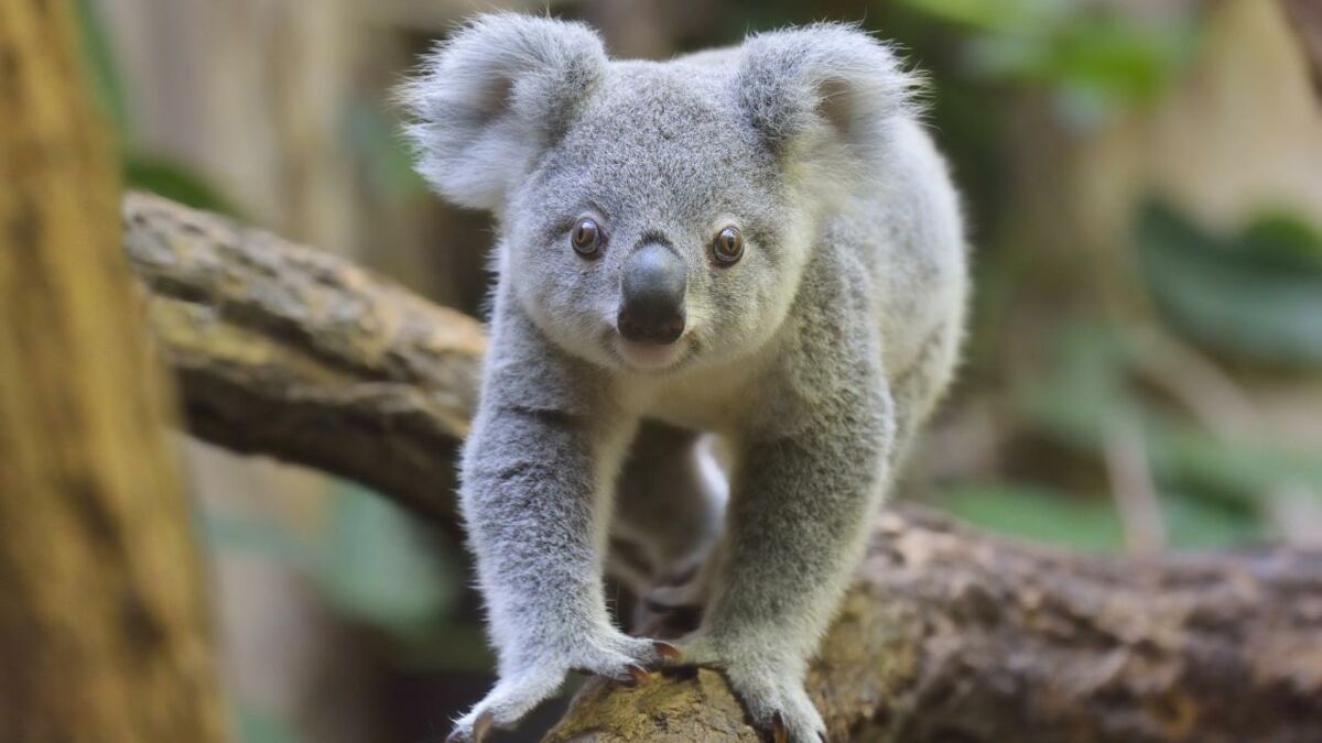 Quel Est Lanimal Le Plus Mignon Du Monde Les 10 animaux les plus mignons du monde