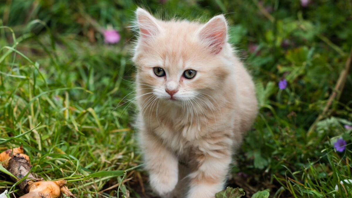 Les Noms De Chat Les Plus Donnes En 21