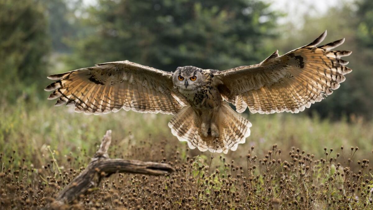 Le Hibou Geant Invisible Depuis 150 Ans A Ete Observe A L Etat Sauvage