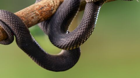 Inde : une nouvelle espèce de serpent découverte grâce à une photo Instagram 