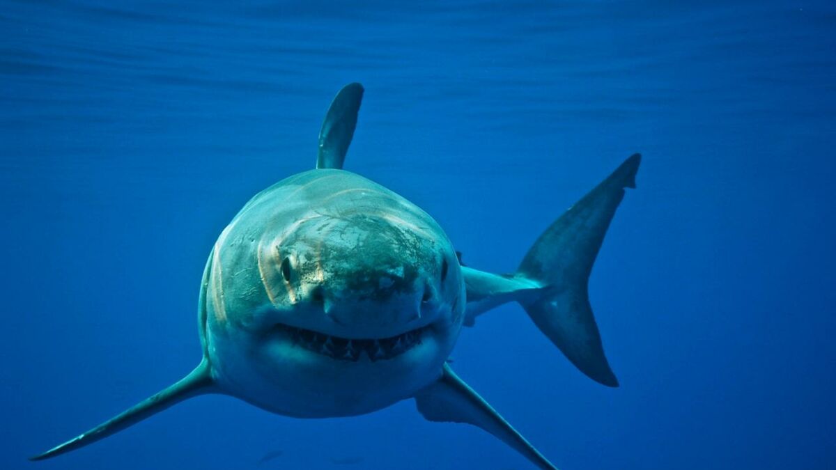 Un homme survit à l'attaque d'un des "plus gros" requins blancs jamais observés (VIDÉO)