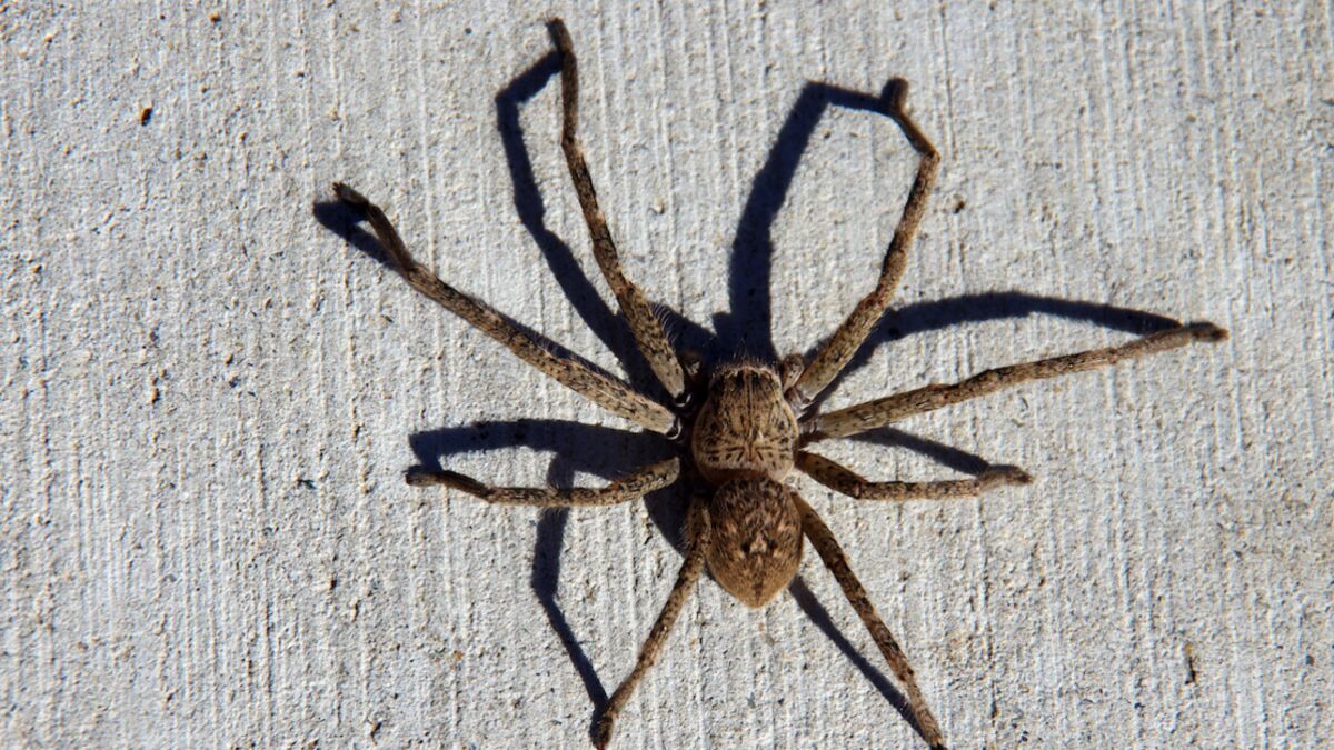 Australie Un Couple Tombe Nez A Nez Avec Une Enorme Araignee