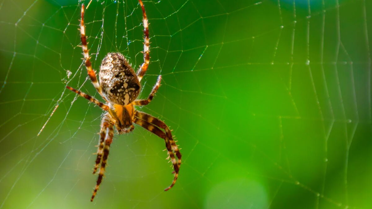 Araignée 5 choses à savoir sur nos copines à 8 pattes