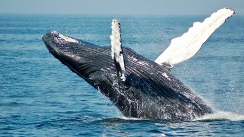 Archéologie : découverte d’une espèce de baleine à quatre pattes