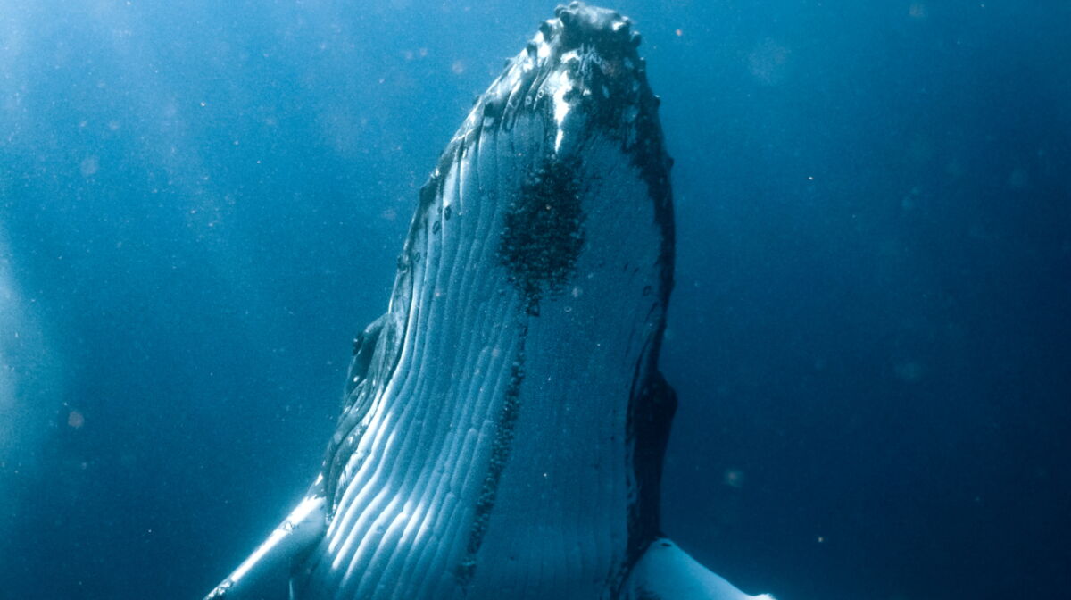 Voici à quoi ressemblait l'ancêtre préhistorique et terrestre des baleines