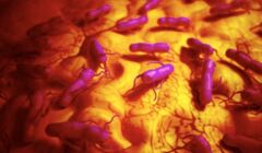 Qu est ce que l Escherichia coli E coli Causes symptômes traitement