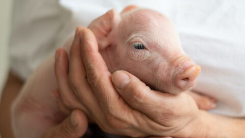 Chimerisme Des Hybrides Cochons Singes Ont Ete Crees Pour La Toute Premiere Fois