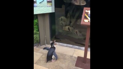 Coronavirus : des pingouins rendent visite aux autres animaux de leur aquarium fermé à cause de l'épidémie