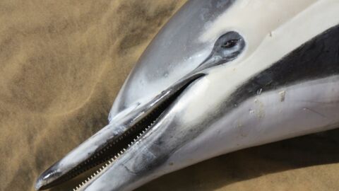 Un dauphin échoué chaque semaine sur les côtes du Calvados et de la Manche, l'espèce menacée d'extinction