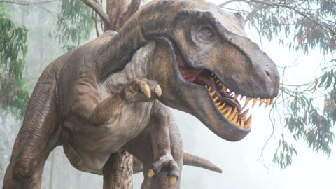 Dinosaures : des chercheurs font une drôle de découverte sur les T-Rex