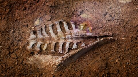 Royaume-Uni : découverte d'un géant fossile de "dragon des mers" 
