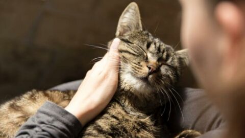 Comment et pourquoi les chats ronronnent-ils ?