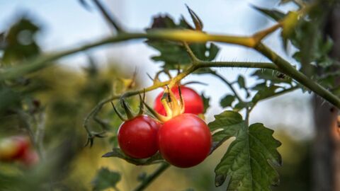 La tomate : fruit ou légume ?