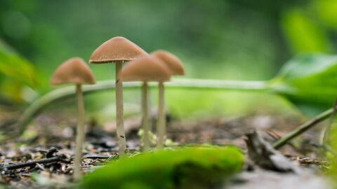 Pourquoi les champignons magiques sont devenus hallucinogènes ? Des chercheurs ont une piste