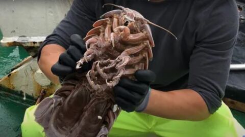 Découvrez le "Dark Vador des mers", une nouvelle espèce de cloporte géant