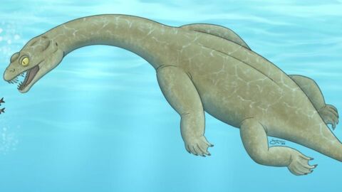 Découvrez le Brevicaudosaurus jiyangshanensis, un prédateur marin préhistorique qui peuplait la Terre il y a 240 millions d'années