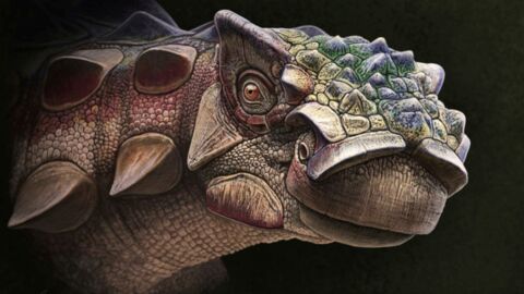 Un dinosaure à armure vieux de 76 millions d'années surprend les scientifiques