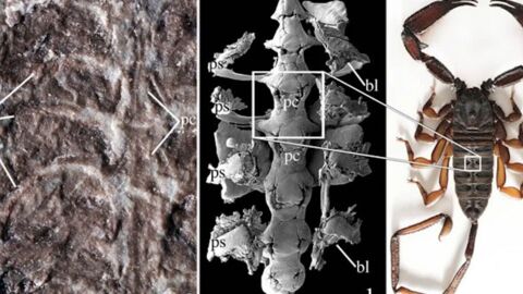 Un fossile de scorpion vieux de 437 millions d'années pourrait expliquer le passage à la vie terrestre