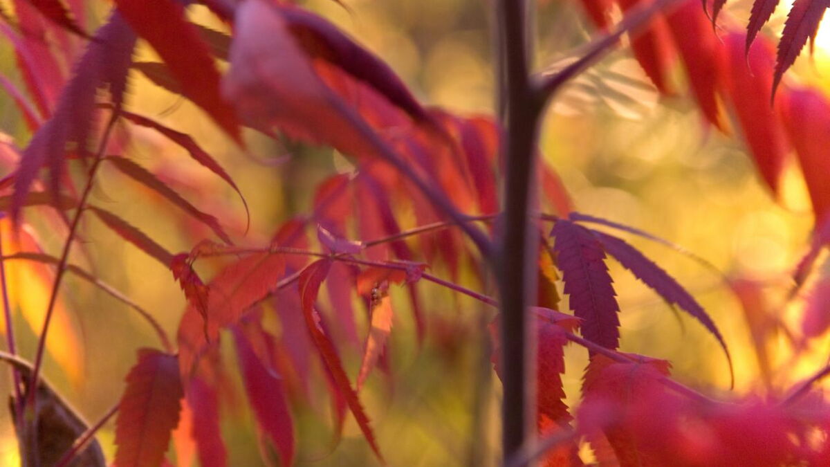 Sumac vénéneux description, symptômes, soins et conseils