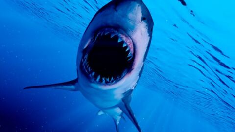 Sicile : un requin blanc de 5 mètres a été aperçu et filmé