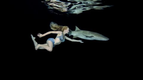 Shark feeding : une femme se fait mordre par un requin pendant une excursion
