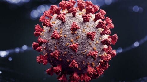 Covid-19 : ce point faible inattendu du coronavirus peut permettre de développer un médicament très efficace