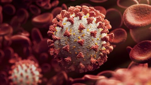 Covid-19 : le coronavirus est-il devenu plus contagieux mais moins mortel ?