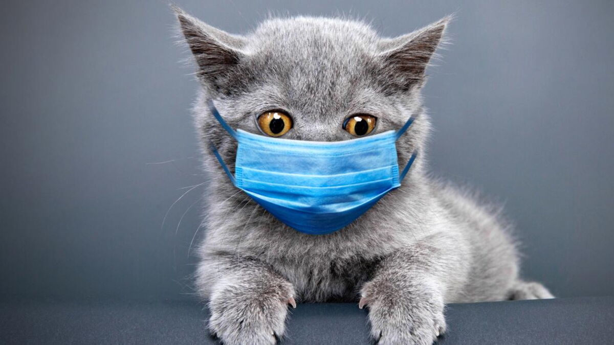 Coronavirus Ce Medicament Pour Les Chats Serait Tres Efficace Contre Le Covid 19