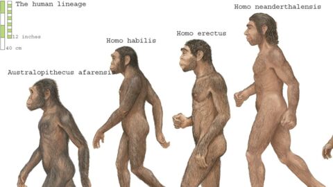Covid-19 : Un lien établie entre l’homme de Néandertal et le virus 
