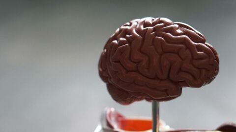 Cerveau : le manipuler permettrait de perdre du poids