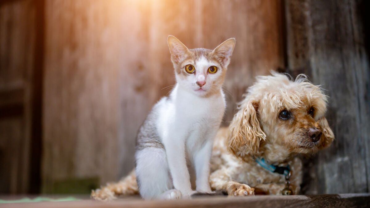 Syndrome De Noe Quel Est Ce Trouble Lie Aux Animaux Et Existe T Il Des Traitements