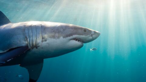 Covid-19 : comment les requins pourraient-ils neutraliser la pandémie ? 