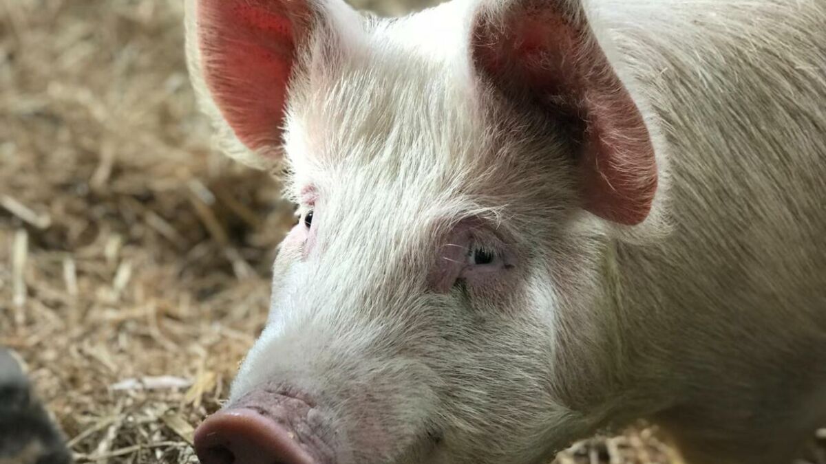 Des scientifiques parviennent à faire "revivre" des cochons une heure après leur mort