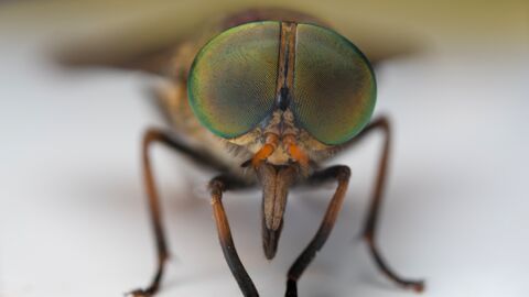 Illusions d'optiques : Pour comprendre leurs effets sur notre cerveau, les chercheurs étudient... des mouches